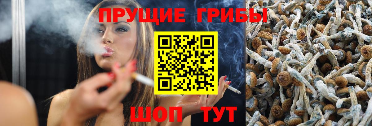 Коряжма  Псилоцибиновые грибы Psilocybe  цены   Вход с VPN 